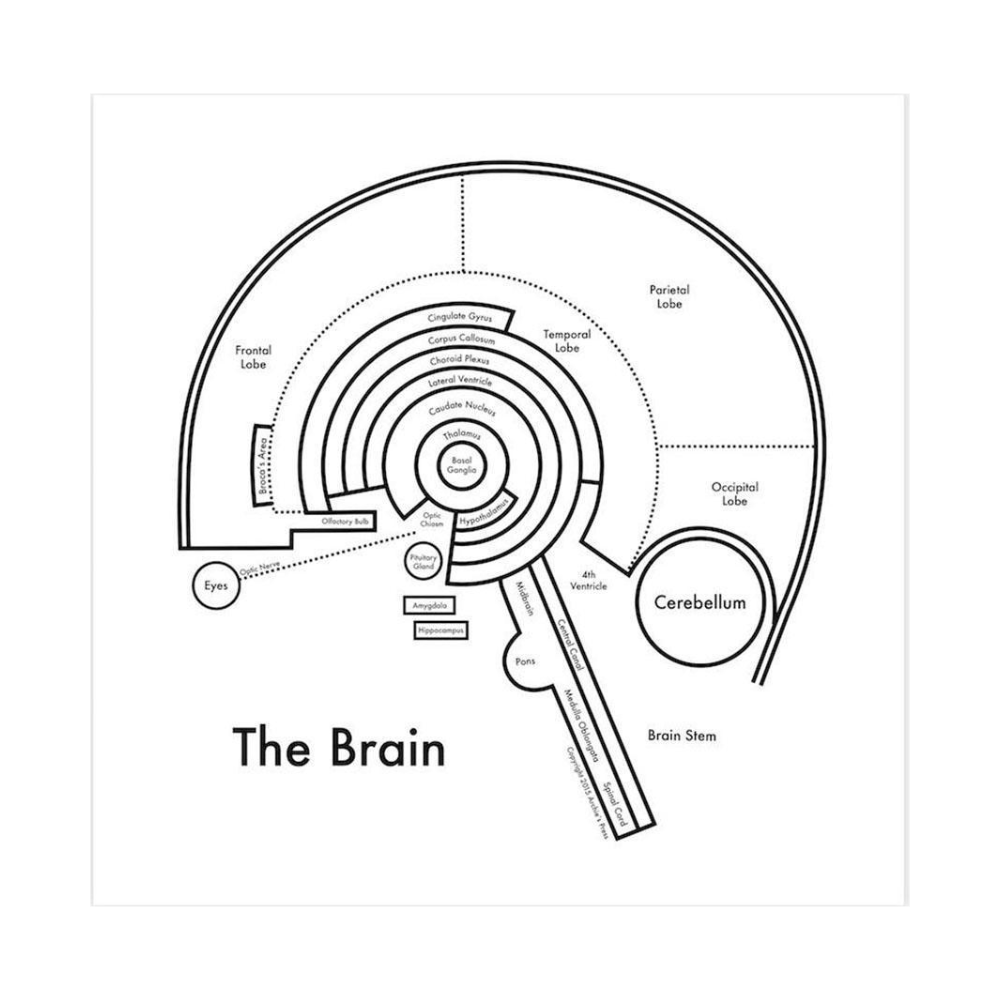 The Brain Letterpress Print by Archie's Press